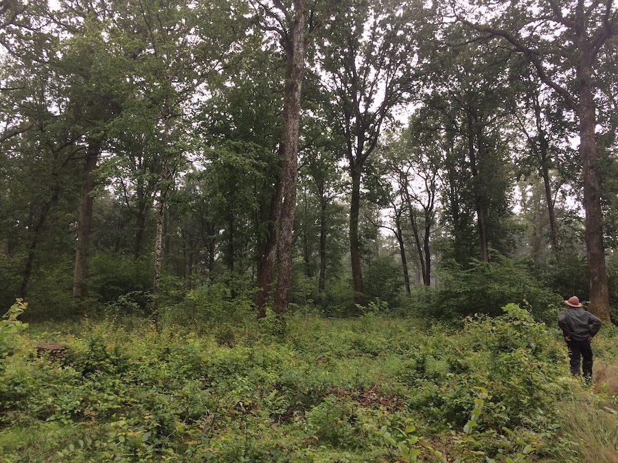 Tall trees and low green brush