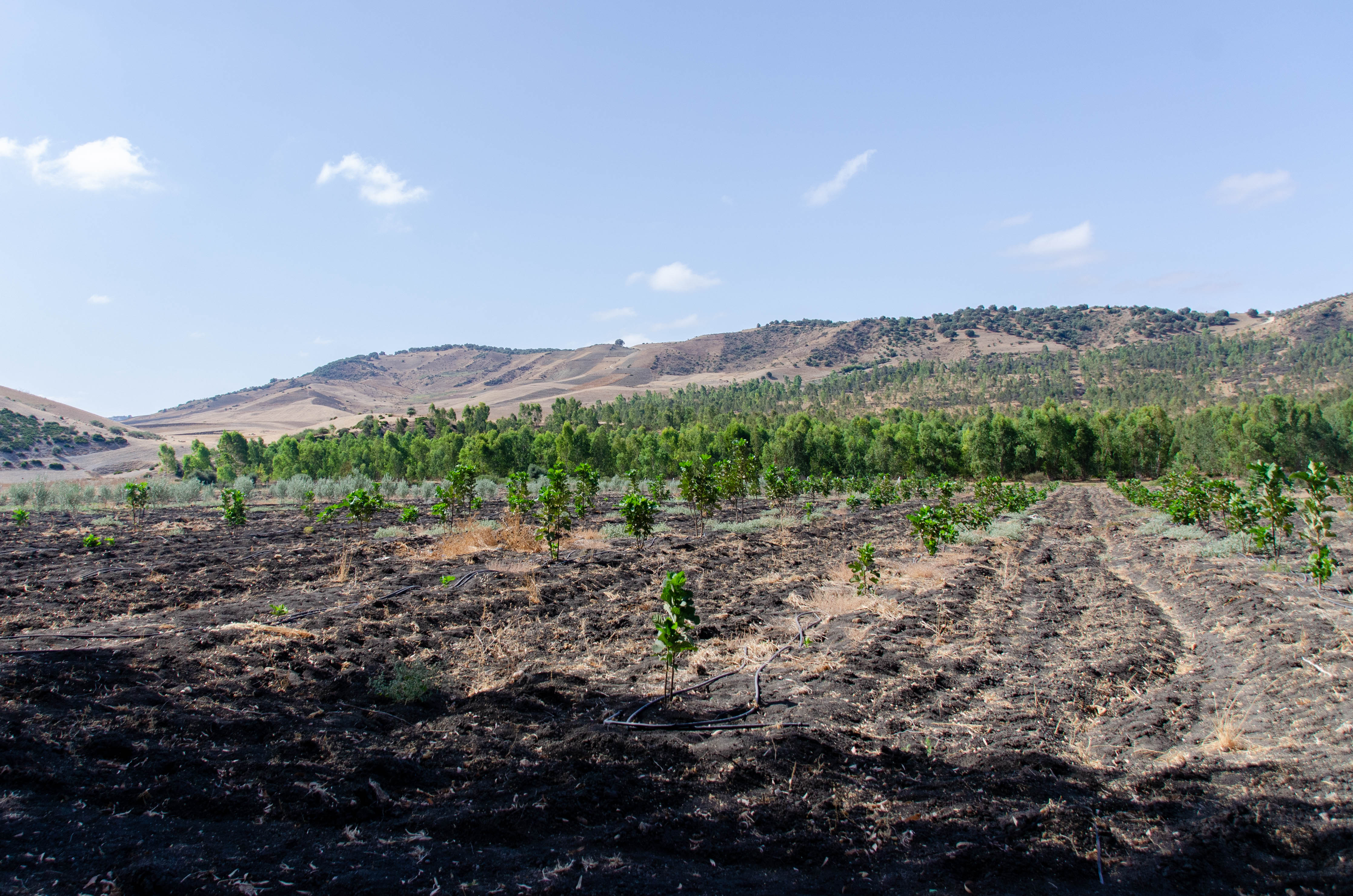 A field with planted young trees with more mature trees and hills in the background