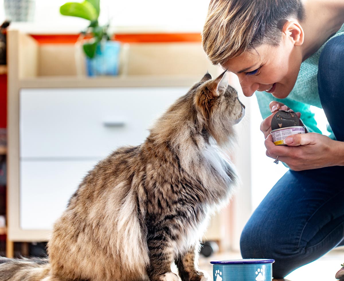 Smiling Adult Woman Feeding Her Siberian Cat Withfood in metal food packaging