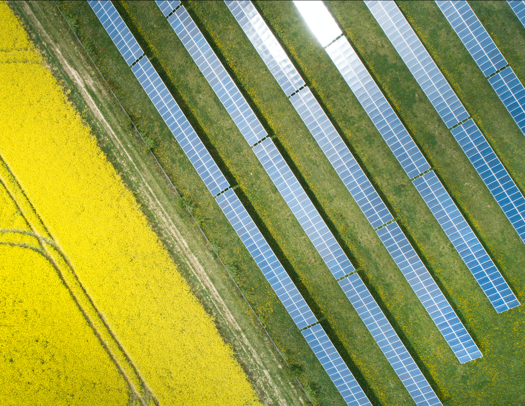 field of yellow flowers next to lines of solar panels
