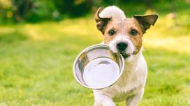 A dog runs towards the camera outdoors with a food dish in its mouth.