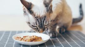 A gray and white cat chows down on a plate of wet cat food.